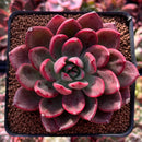 Echeveria Agavoides 'Chapote' 3" Succulent Plant