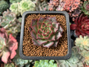 Echeveria 'Shani' 1" Succulent Plant