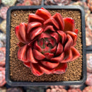 Echeveria Agavoides 'Abaresque' 2"-3" Succulent Plant