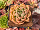 Echeveria Agavoides 'Pink Rose' 2"-3" Succulent Plant