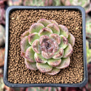 Echeveria 'Amethyst' 2" Succulent Plant