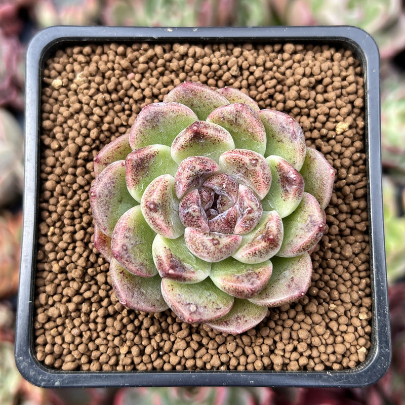 amethyst succulent Echeveria 'Amethyst' 2" Succulent Plant – True Succulents Plant Co