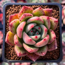 Echeveria Agavoides 'Pink Bonnie' 2" Succulent Plant