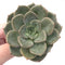 Echeveria 'Dreamy' New Hybrid 3" Rare Succulent Plant
