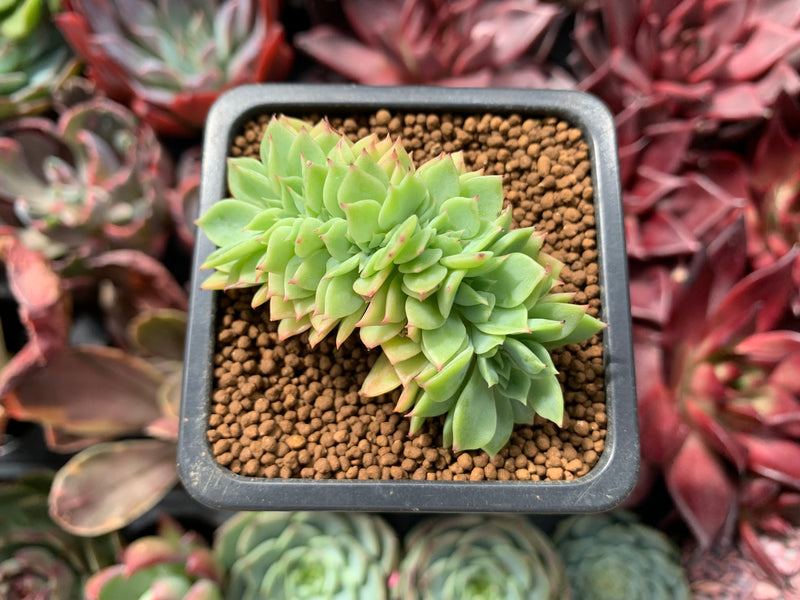 5 star succulents Echeveria 'Five Star' Crested 1" Succulent Plant – True Succulents Plant Co