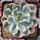 Echeveria 'Secunda' Variegated 4"-5" Succulent Plant