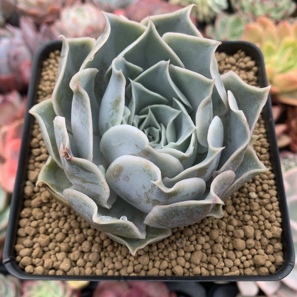succulent grey leaves Echeveria 'Willi Willi' 4" New Hybrid Powdery Succulent Plant – True Succulents  Plant Co