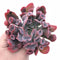 Echeveria Trumpet Pinky Large 4” Rare Succulent Plant