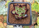 Echeveria Agavoides 'Jelly Cassiopeia' 2" Succulent Plant
