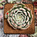 Echeveria 'Jackal' 2"-3" Succulent Plant