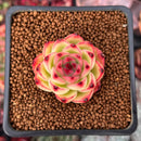 Echeveria 'Moonstone' 1" Succulent Plant