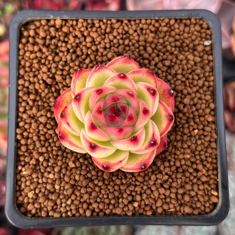 Echeveria 'Moonstone' 1" Succulent Plant  True Succulents Plant Co.