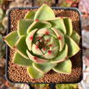 Echeveria Agavoides 'Blue Dragon' 2"-3" Succulent Plant
