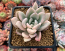 Graptoveria 'Opalina' Variegated 3" Succulent Plant