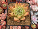 Echeveria Agavoides 'Maria' 4" Succulent Plant
