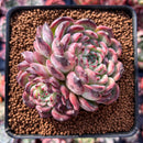 Echeveria 'Marcel' 2" Cluster Succulent Plant