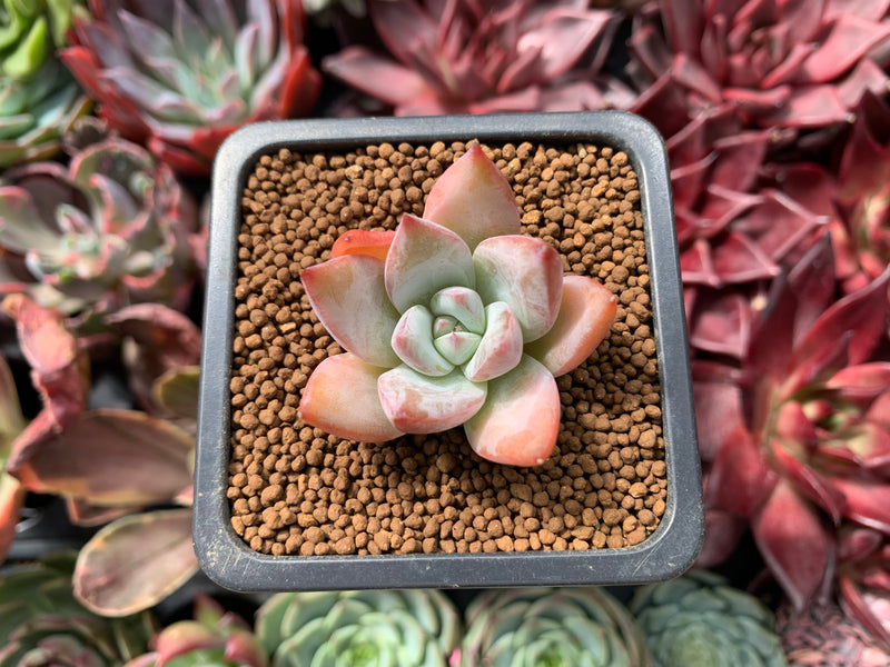 mexican giant succulent Echeveria 'Mexican Giant' 1" Succulent Plant – True Succulents Plant Co