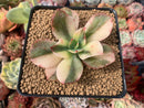 Echeveria 'Primadonna' Variegated 2" Succulent Plant