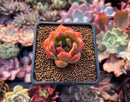 Echeveria Agavoides sp. 1" Succulent Plant