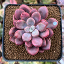 Echeveria 'Polari Heart' 2" Succulent Plant