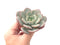Echeveria 'Soul Mint' 3" Powdery Succulent Plant