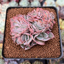 Echeveria 'Florence' Crested 2"-3" Succulent Plant