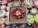 Echeveria Agavoides 'Superbell' 1" Small New Hybrid Succulent Plant
