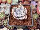Echeveria 'Tiramisu' 1" Powdery Succulent Plant