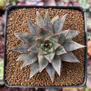 Echeveria 'Purpusorum' White Form 2"-3" Succulent Plant