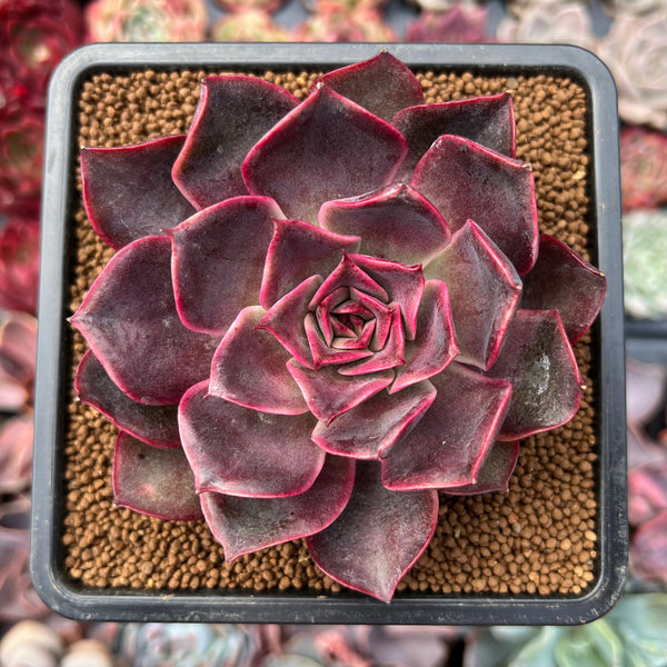 @Rabbit.Echeveria出品 il_1080xN.6099590351_49y6.jpg