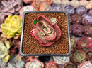 Echeveria 'Red Tan' 1" Succulent Plant