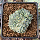 Echeveria 'Primera' Crested 1"-2" Succulent Plant