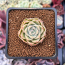 Echeveria 'Malgan' 1" Succulent Plant