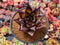 Echeveria Agavoides 'Ebony' Superclone 4" Cluster Succulent Plant
