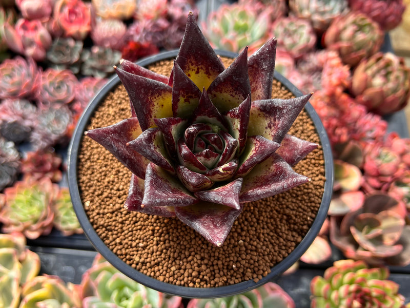Echeveria Agavoides 'Ebony' Superclone 4