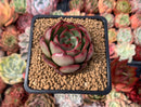 Echeveria Agavoides 'Polliseukai' 2" Succulent Plant