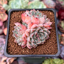 Echeveria 'Purple Lydia' 2" Cluster Succulent Plant