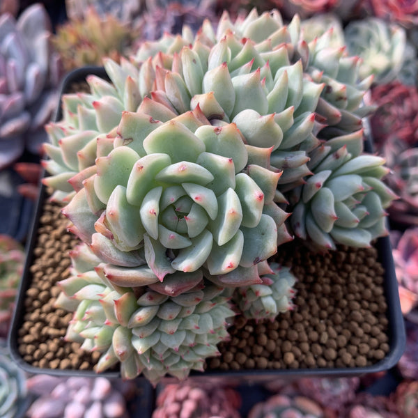 echeveria tippy pink succulent Echeveria 'Tippy' Crested Cluster 4" Succulent Plant – True Succulents Plant  Co