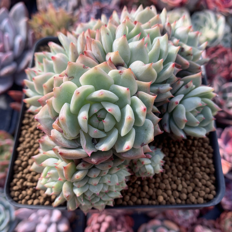 tippy succulent Echeveria 'Tippy' Crested Cluster 4" Succulent Plant – True Succulents Plant  Co