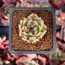 Echeveria Agavoides 'Blue Dragon' 1" Succulent Plant