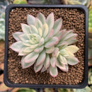 Echeveria 'Mebina' Variegated 2" Cluster Succulent Plant