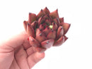 Echeveria Agavoides Mundy 2”-3” Rare Succulent Plant