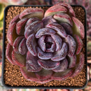 Echeveria Hybrid sp. 3" Succulent Plant