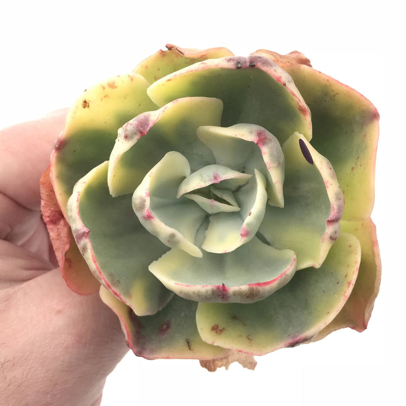 Echeveria Enfant Variegated 3” Rare Succulent Plant