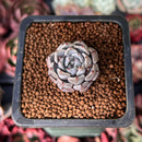 Echeveria 'Gray Rosa' 1" Small New Hybrid Succulent Plant