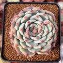 Echeveria 'Chihuahuaensis' 3" Cluster Succulent Plant