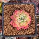 Echeveria Hybrid sp. 1"-2" Succulent Plant