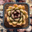 Echeveria Agavoides 'Black Heart' 2" Succulent Plant