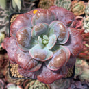 Echeveria 'Hearts Delight' 3" Succulent Plant