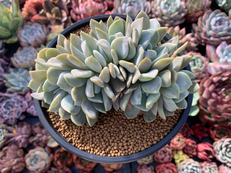 exotic succulent plants Echeveria 'Exotic' Crested Cluster 5" Succulent Plant – True Succulents Plant Co
